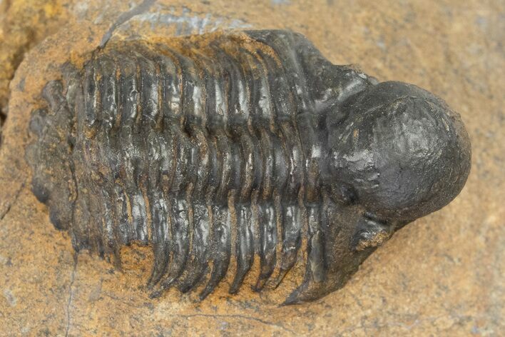 Bubble Nose Actinopeltis Trilobite - Rare Species #312786